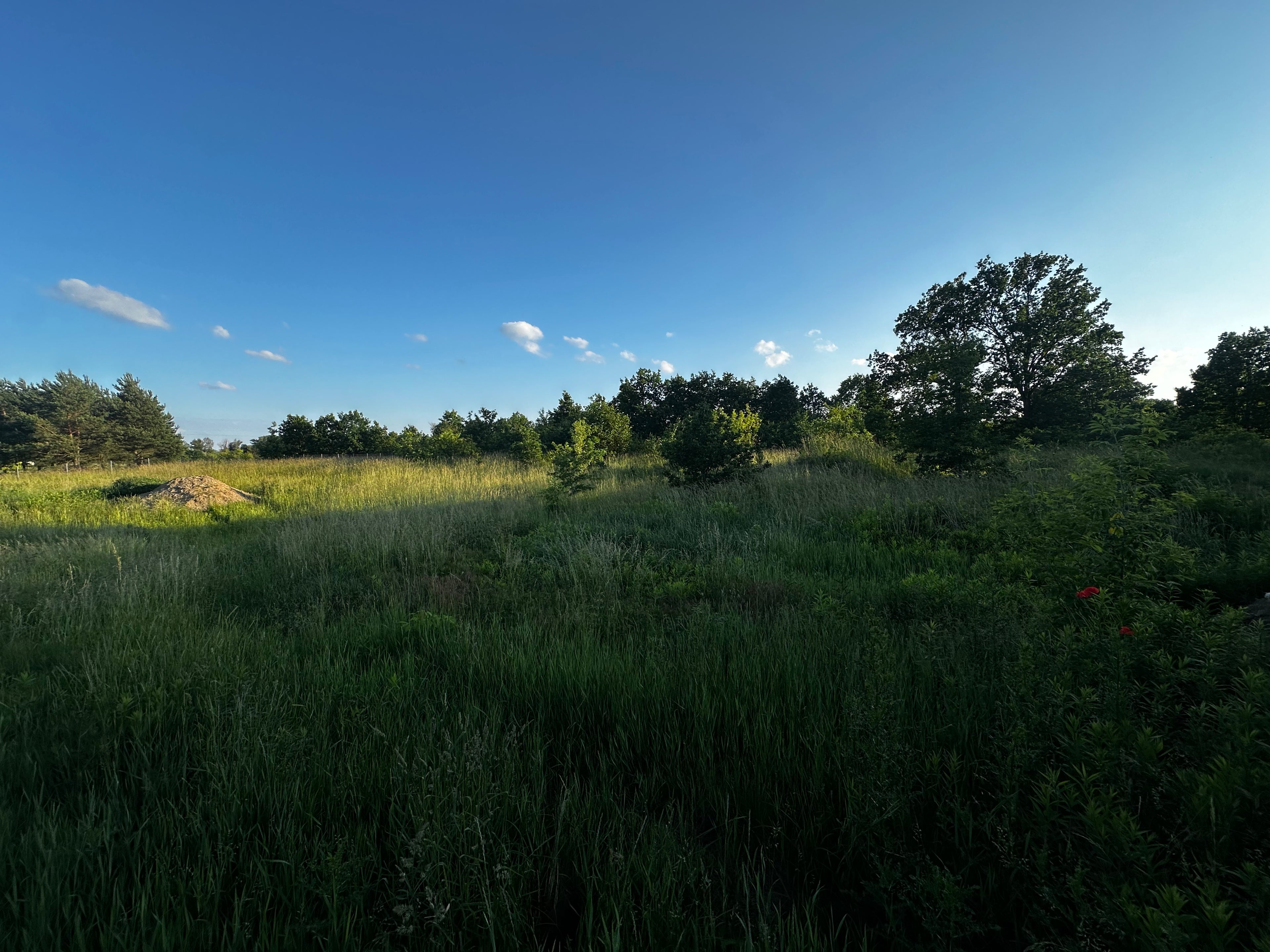 WYNAJEM | Działka 4 000 m² | strefa leśna | Krubin, woj. mazowieckie