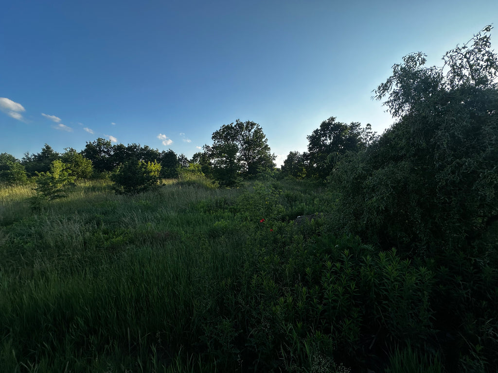 WYNAJEM | Działka 4 000 m² | strefa leśna | Krubin, woj. mazowieckie