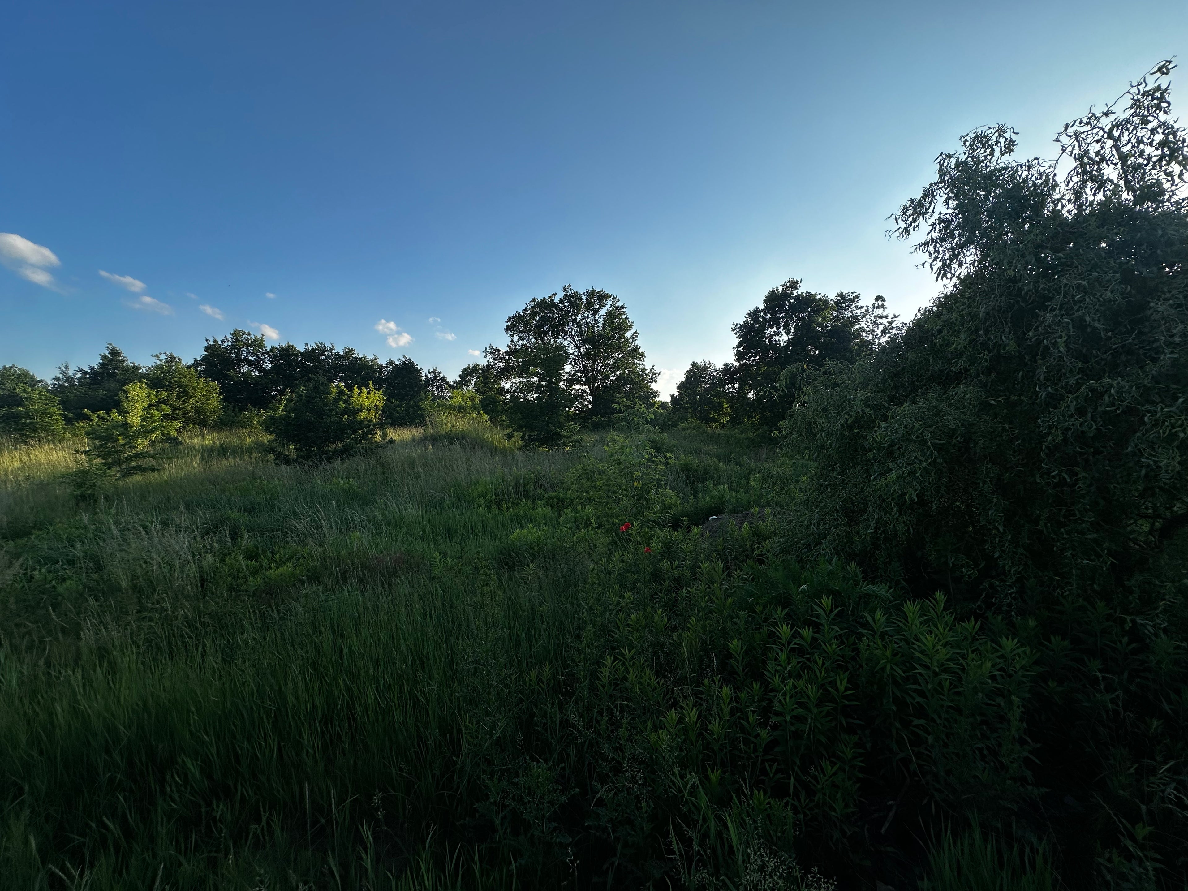 WYNAJEM | Działka 4 000 m² | strefa leśna | Krubin, woj. mazowieckie